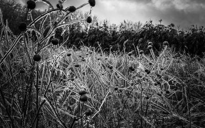 The In-Between Season